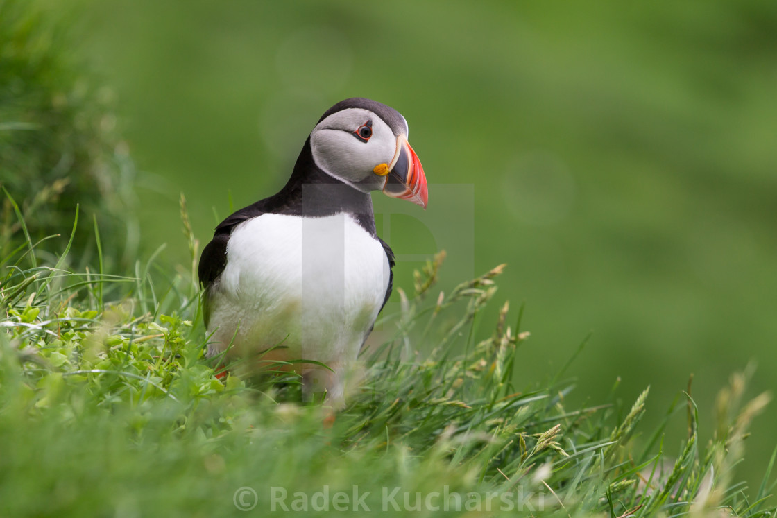 "Puffin of the Mykines island, Faroe Archipelago" stock image