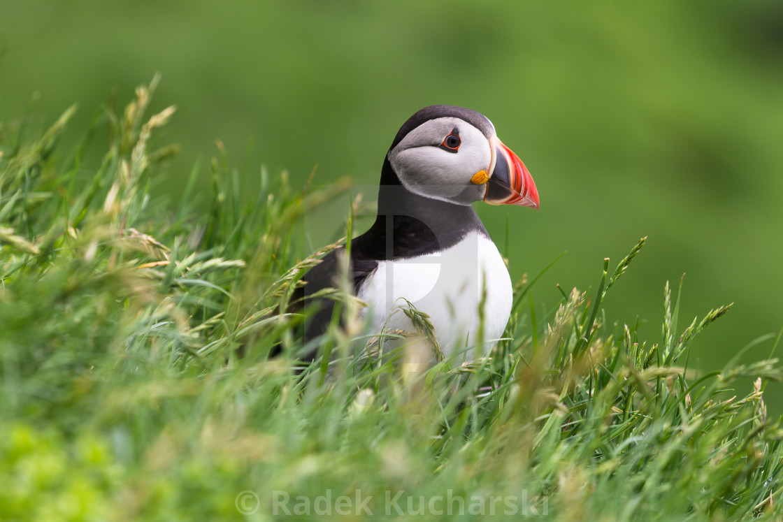 "Puffin of the Mykines island, Faroe Archipelago" stock image