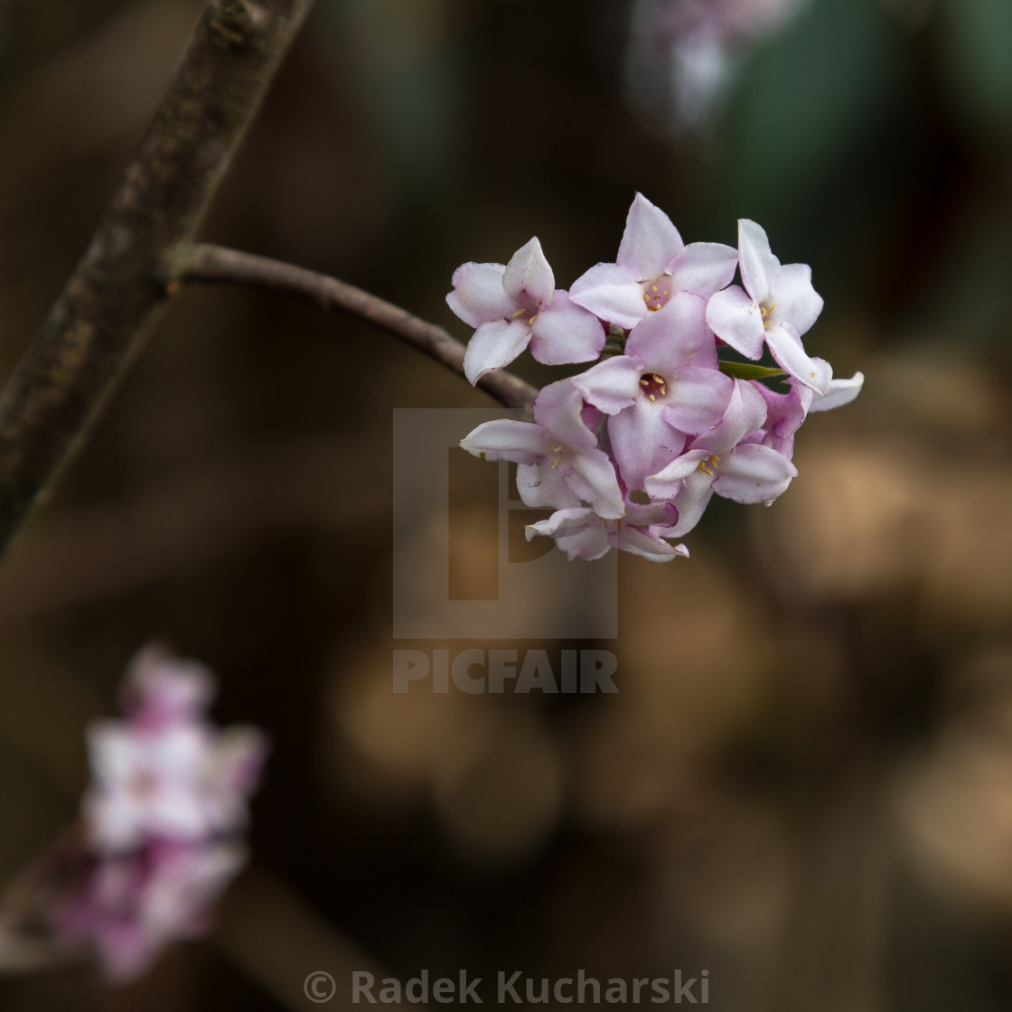 "Nepalese paper plant (Daphne bholua)" stock image