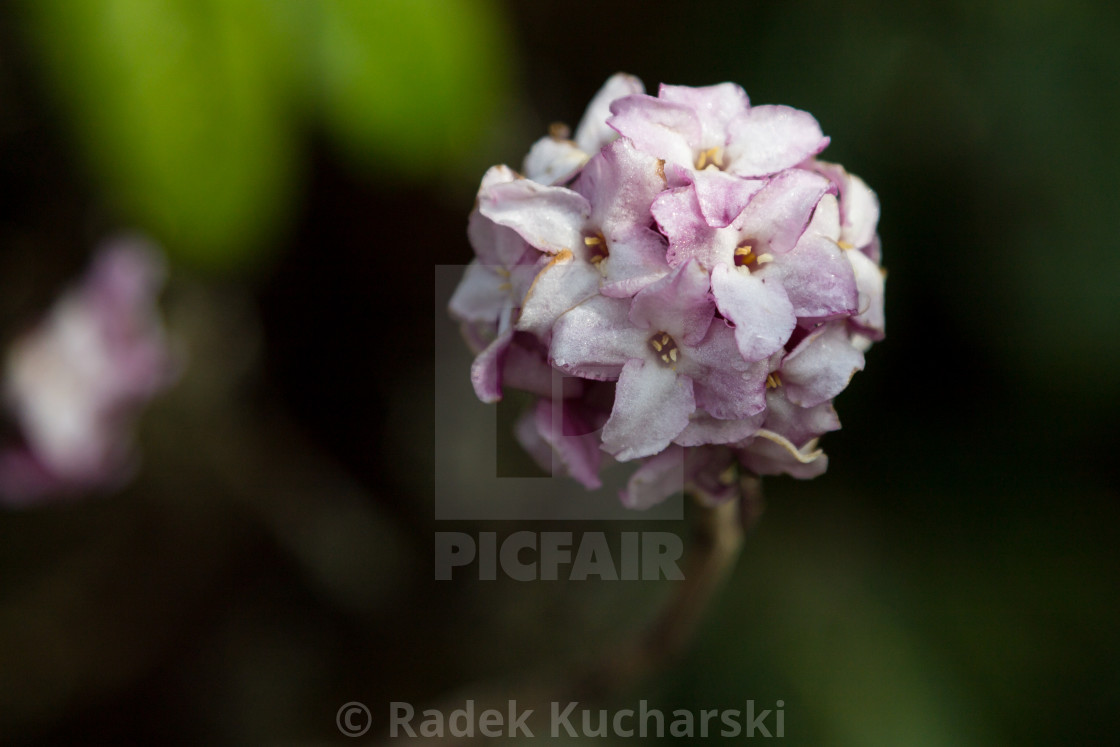 "Flowers of Nepalese paper plant (Daphne bholua)" stock image