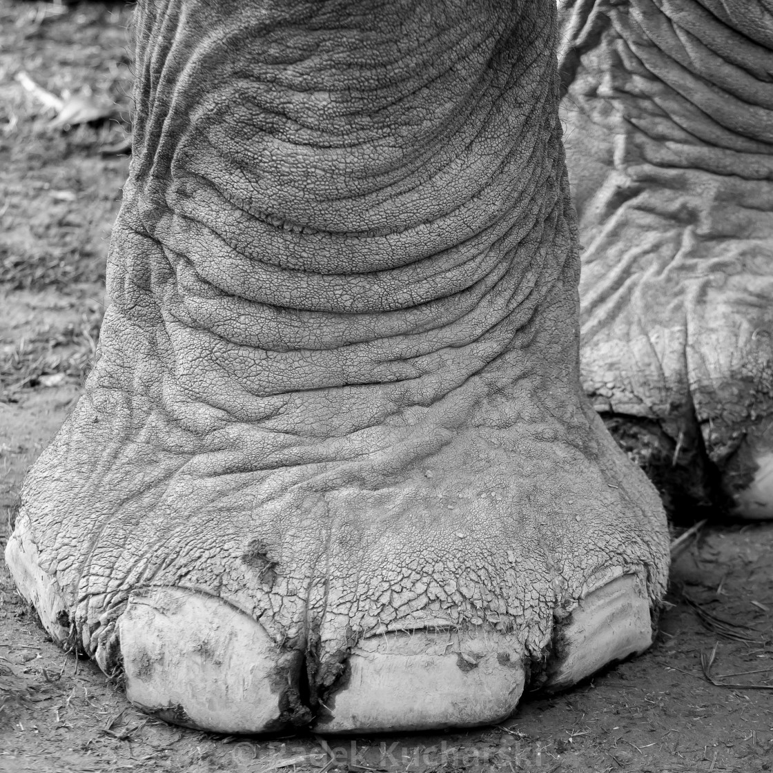 "Elephant's foot" stock image