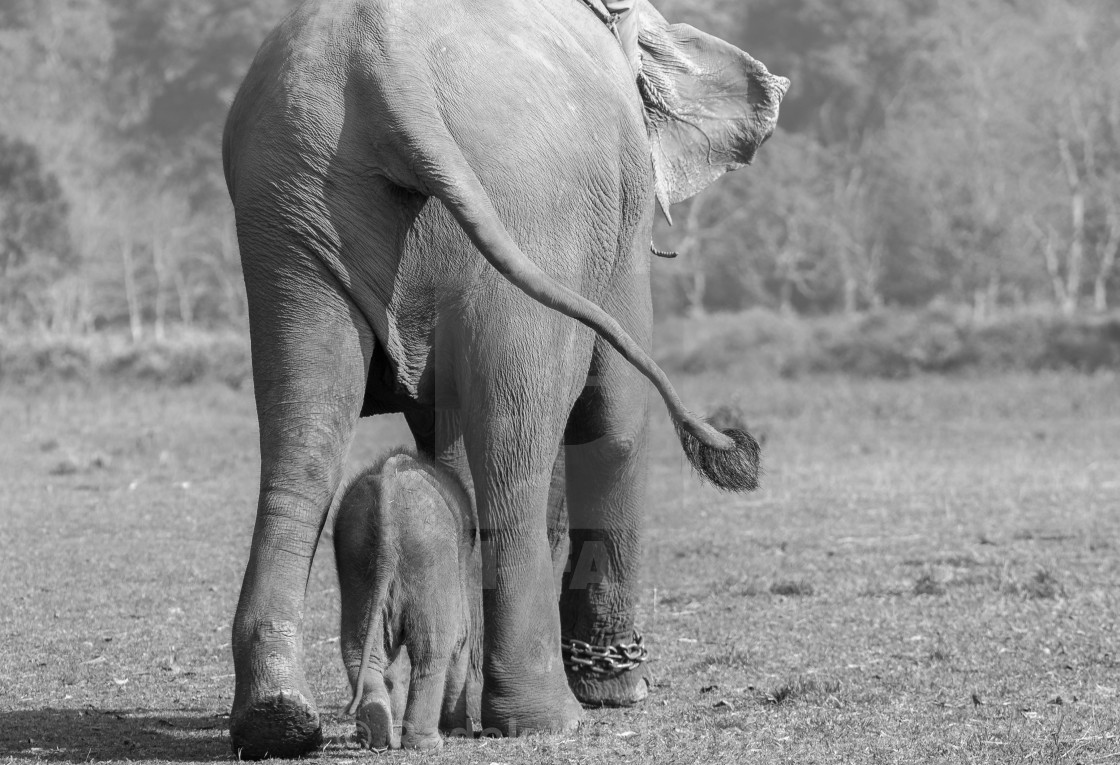 "A female elephant with her baby going for a walk at the Elephant" stock image