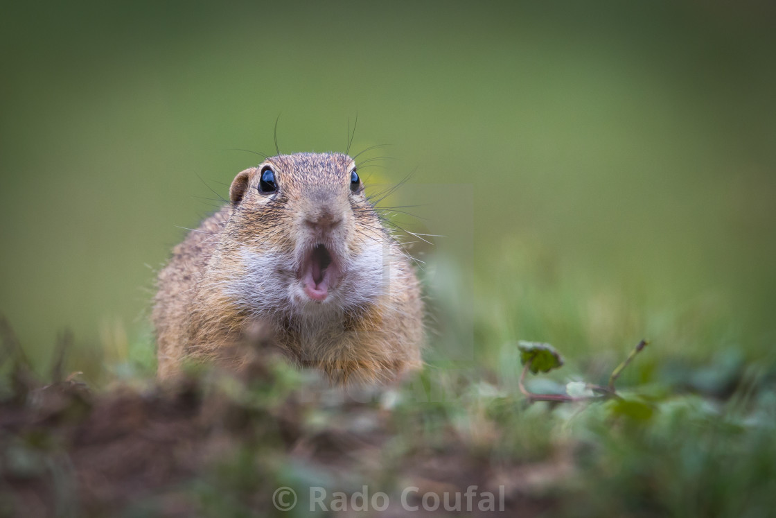 "What do you look at me?" stock image