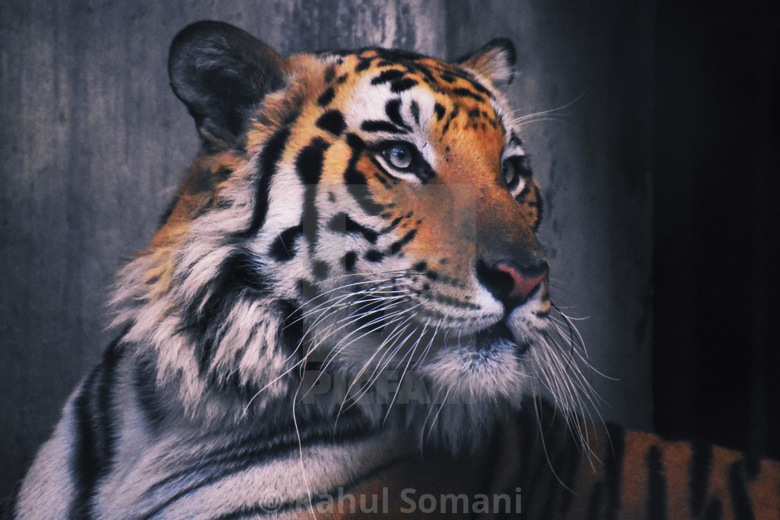 Royal Bengal Tiger - License, download or print for £ | Photos | Picfair Royal Bengal Tiger - License, download or print for £ | Photos | Picfair