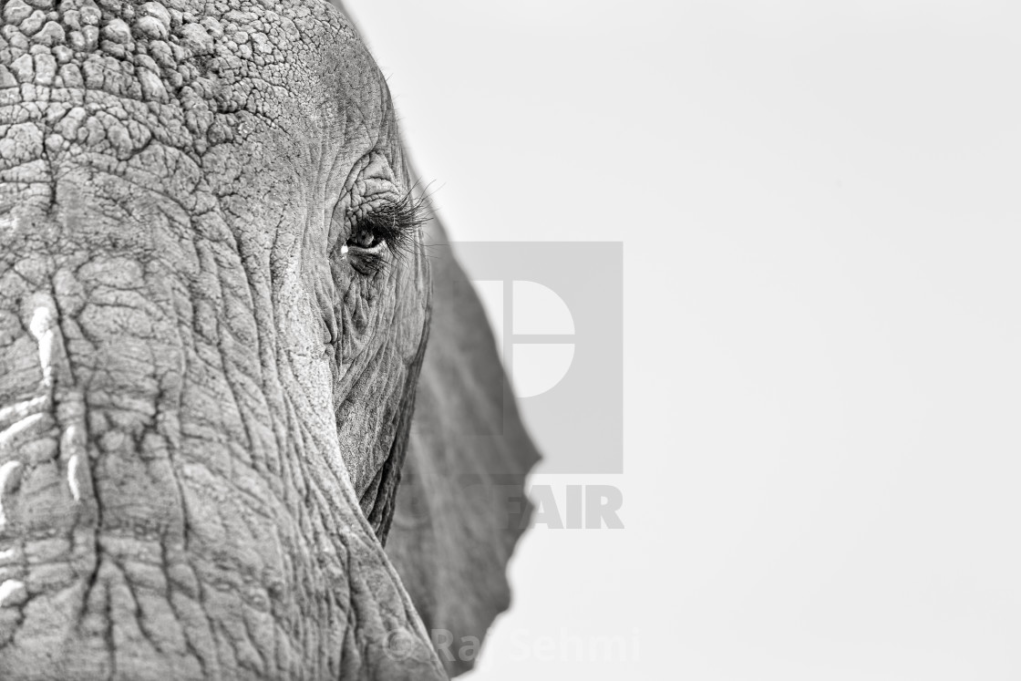 "AN ELEPHANT & HER EYE LASHES." stock image