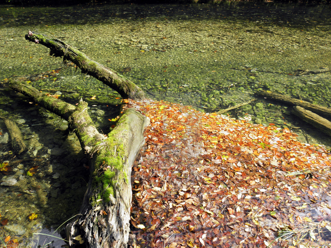 Autumn Leaves Croatian Nature 5 License Download Or Print