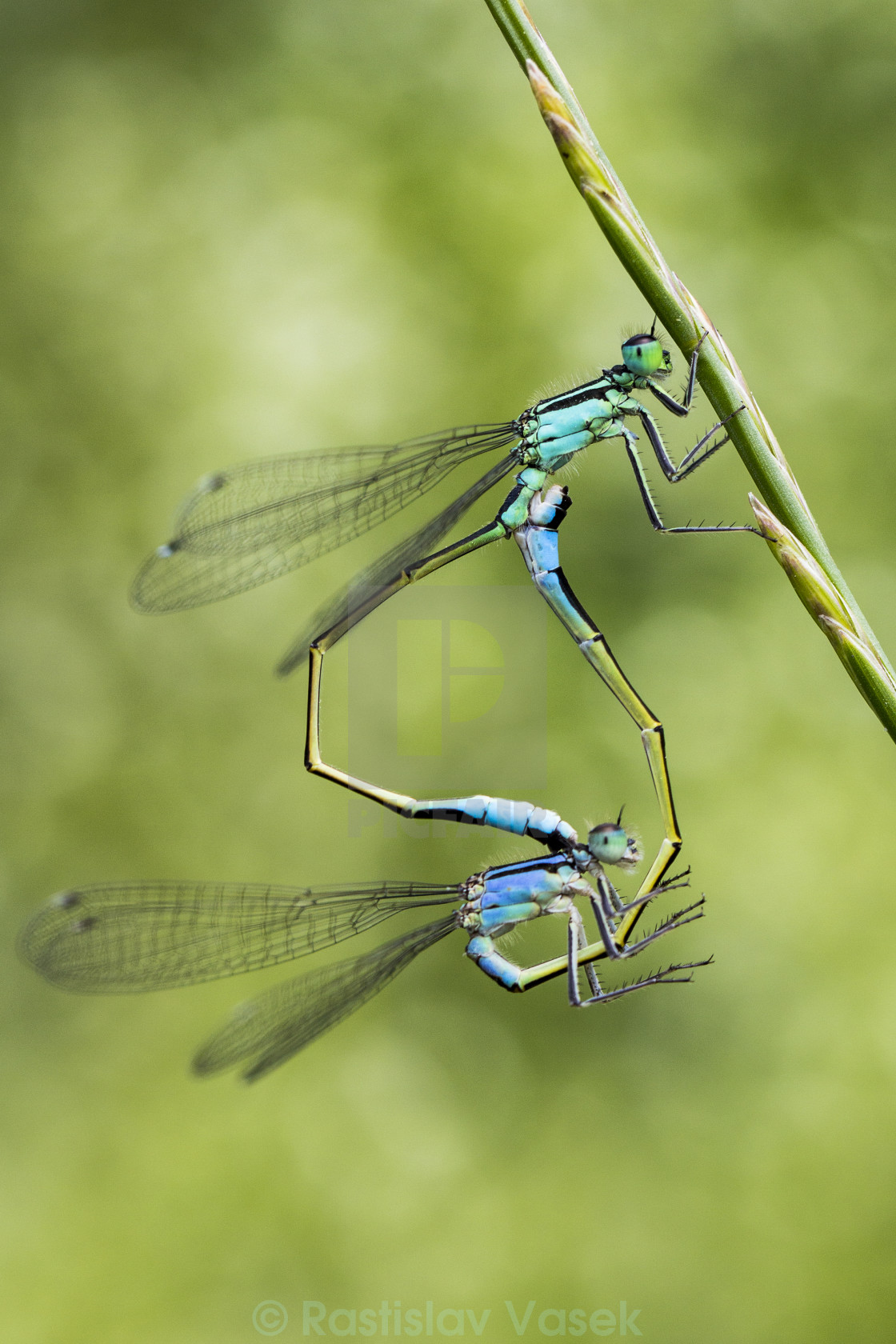 "Dragonflies mating" stock image