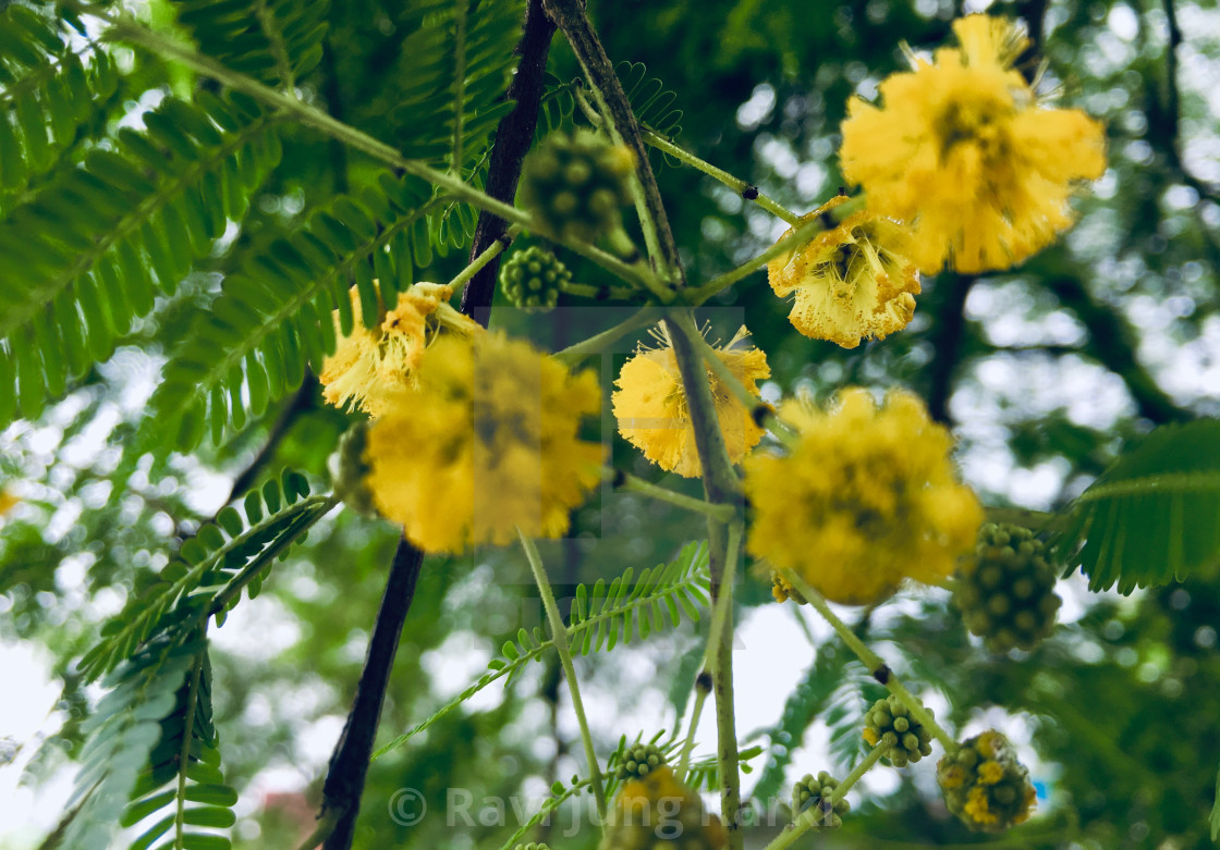 Yellow Flower Green Leaf Of Babul Tree In Terai Nepal License Download Or Print For 12 40 Photos Picfair