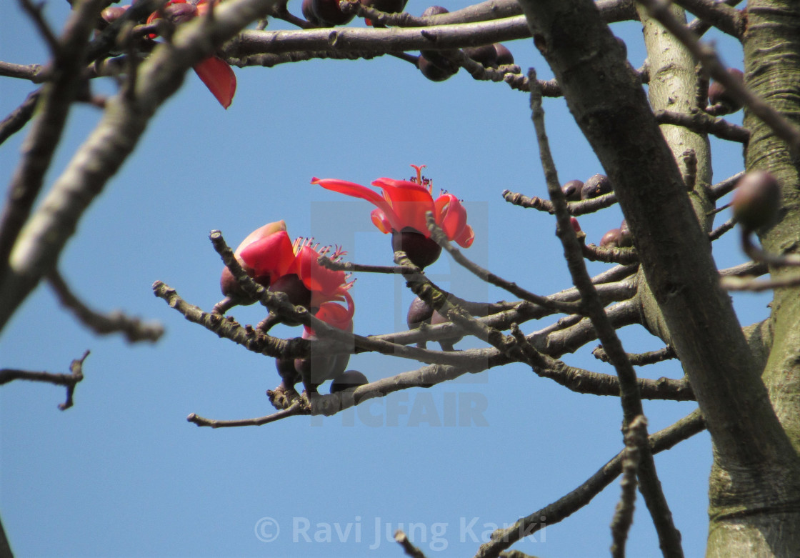 Red Silk Cotton Tree Flower In Terai Rupandehi Nepal License Download Or Print For 2 48 Photos Picfair