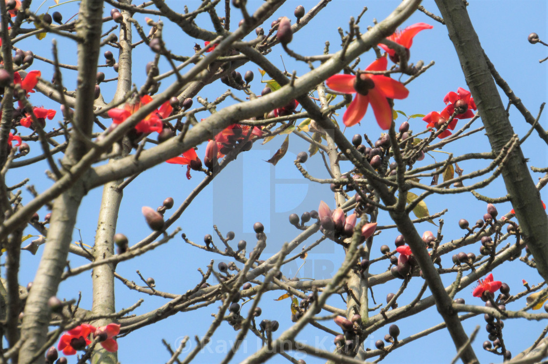 Red Silk Cotton Or Simal Flower In Western Terai Nepal License Download Or Print For 2 48 Photos Picfair