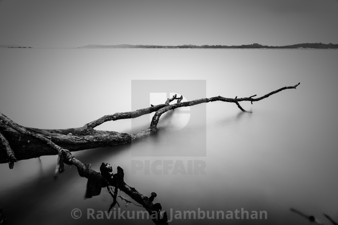 "Fallen Tree" stock image