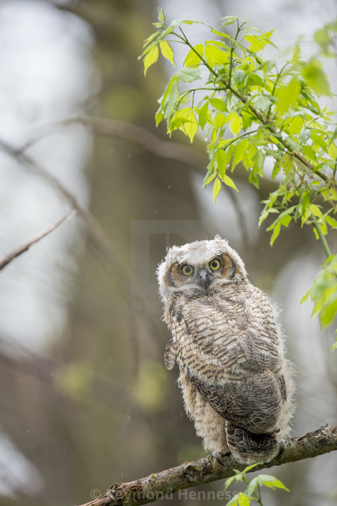 owlet subscription
