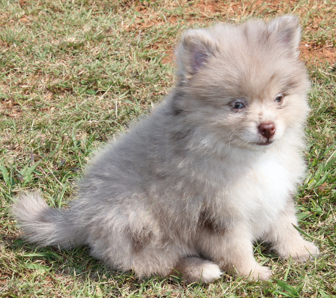 chocolate pomeranian puppy