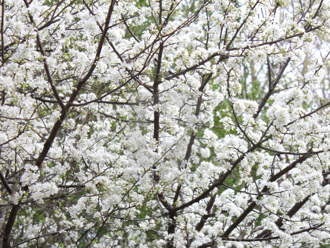 American Plum Tree White Flowering Blooms Early Spring Background License Download Or Print For 9 74 Photos Picfair