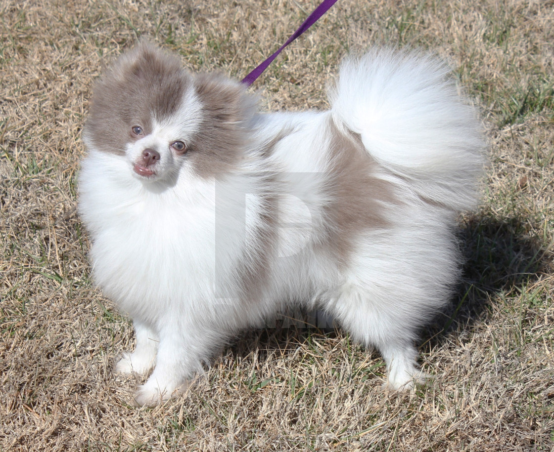 Pomeranian lavender color clearance