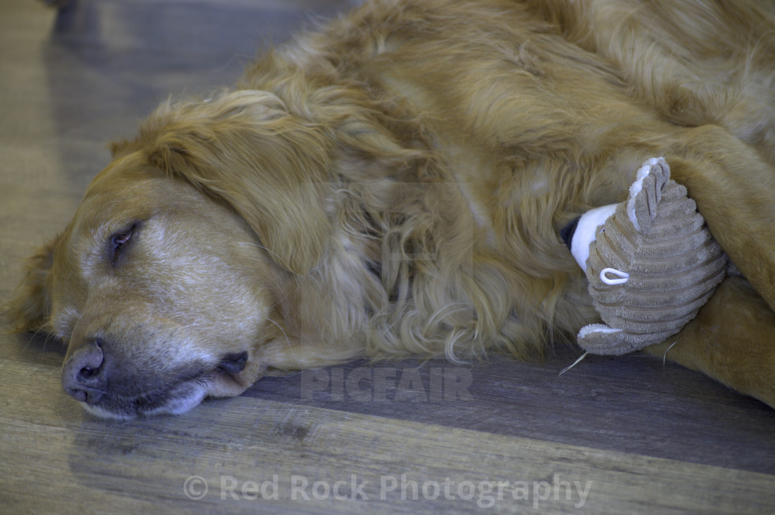 dog hugging teddy bear