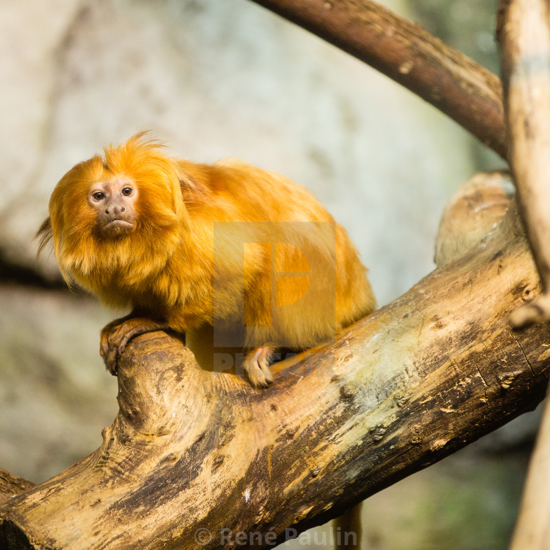 Monkey License Download Or Print For 1 24 Photos Picfair