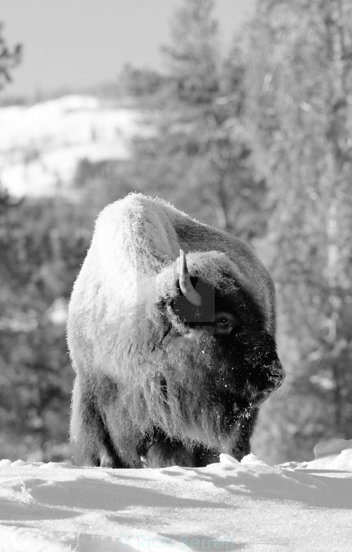 Buffalo In Winter License Download Or Print For 12 40 Photos