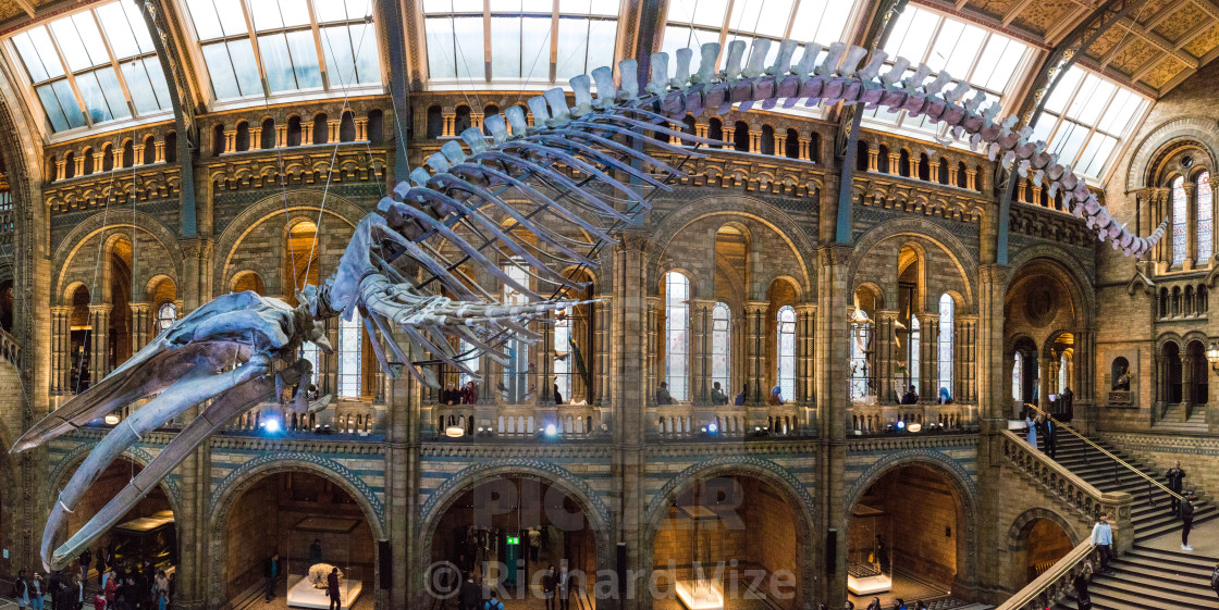 "Hope the Whale, a Blue Whale skeleton suspended from the roof of the Natural History Museum, London" stock image