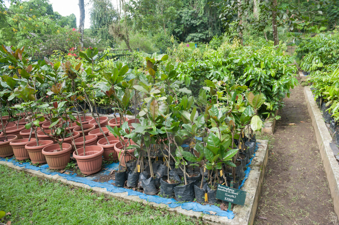 Kebun Raja Botanical Gardens Bogor Nursery For Rare Plant Species License Download Or Print For 69 00 Photos Picfair