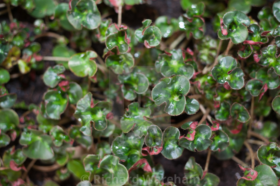 Begonia auriculata - License, download or print for £ | Photos |  Picfair