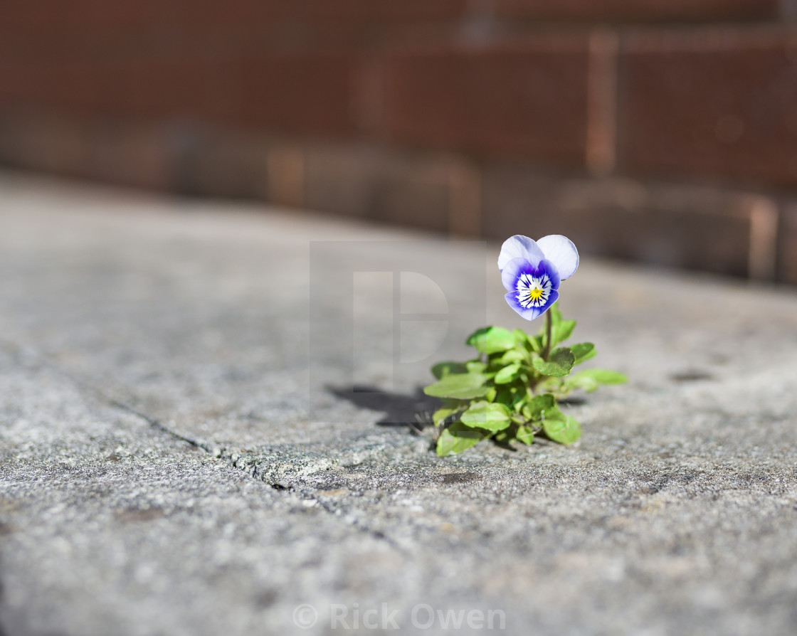 Lonely Flower 2 License Download Or Print For 7 44 Photos Picfair