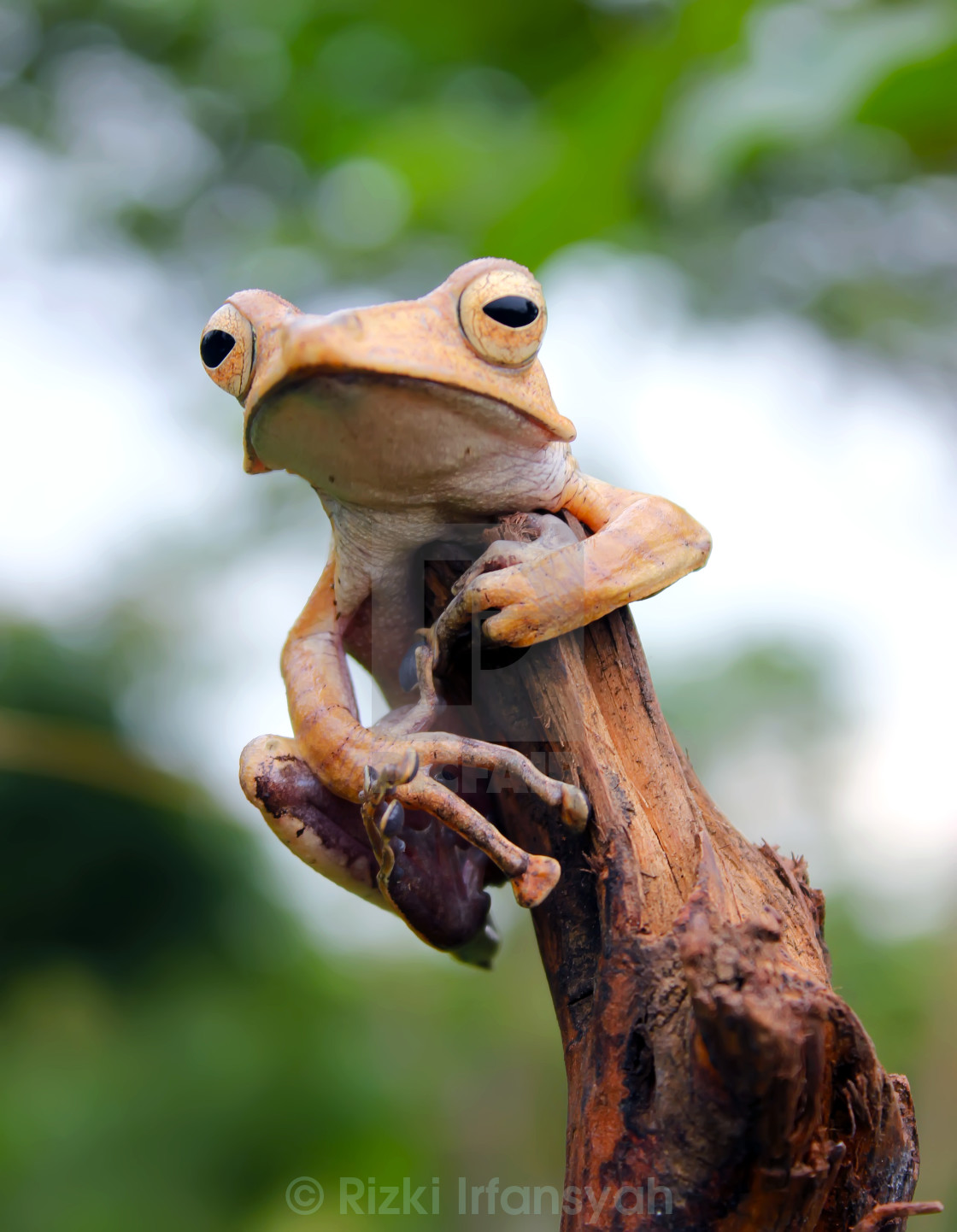 "Waiting for the rain" stock image