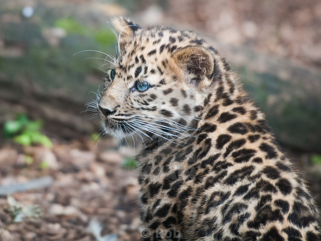 Kanika The Amur Leopard Cub License Download Or Print For