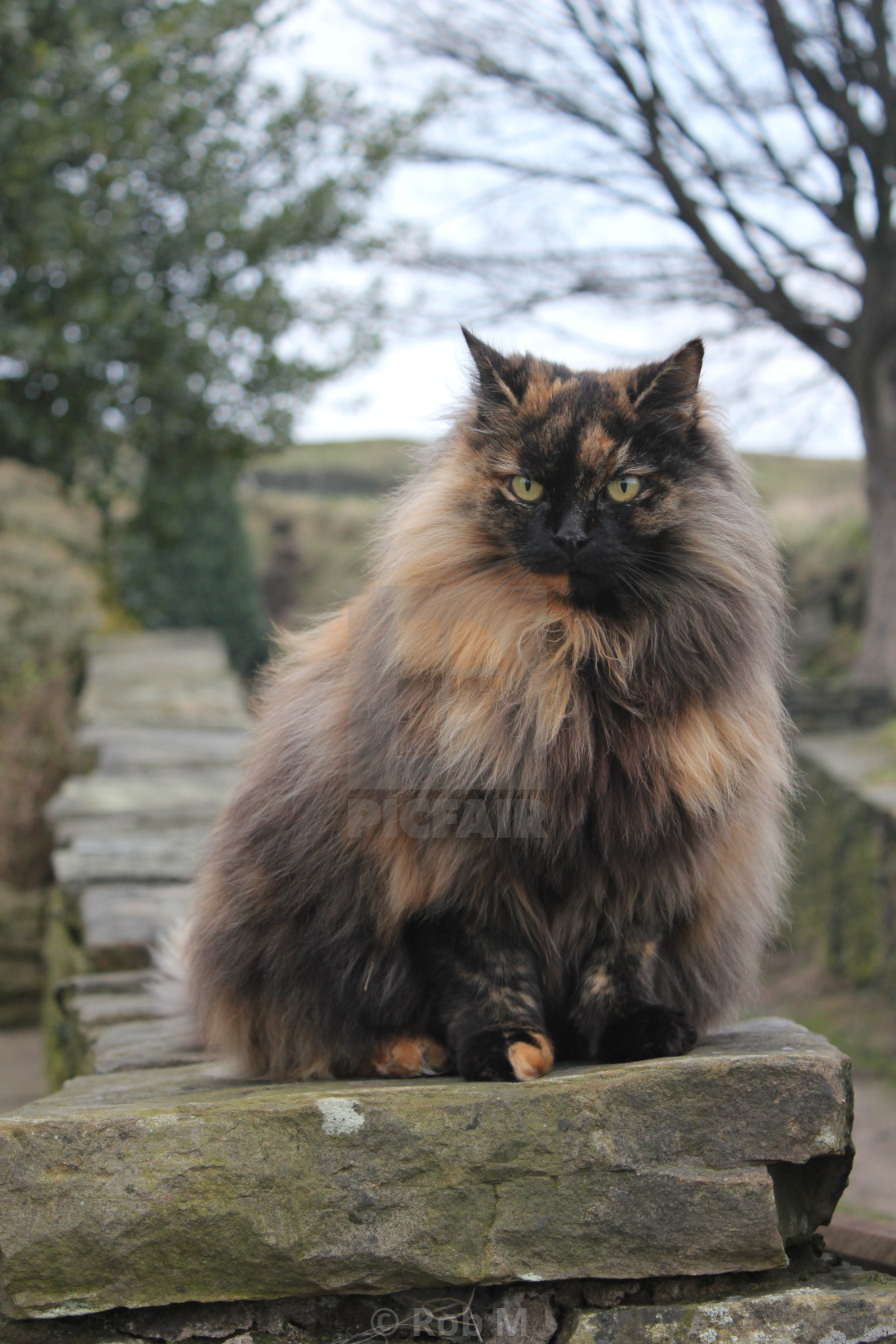 Fluffy The Wonder Cat License Download Or Print For 1 24