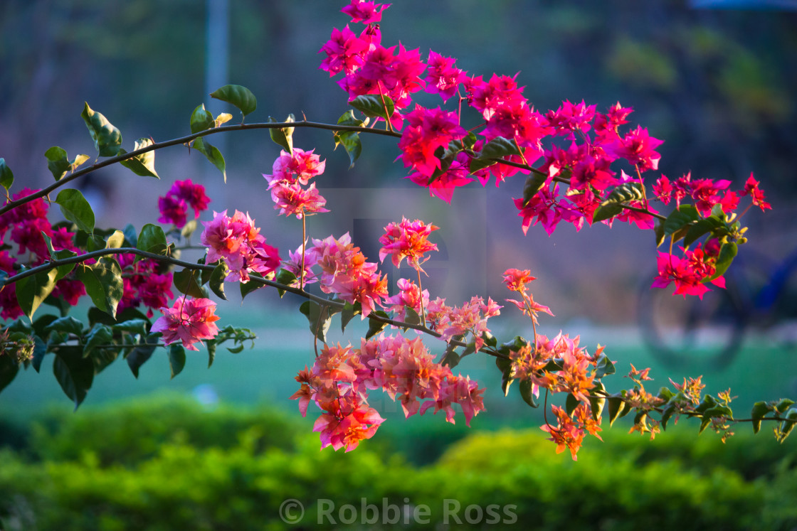 Beautiful Portrait of Bougainvillea Flowers in a soft blurry background -  License, download or print for £ | Photos | Picfair