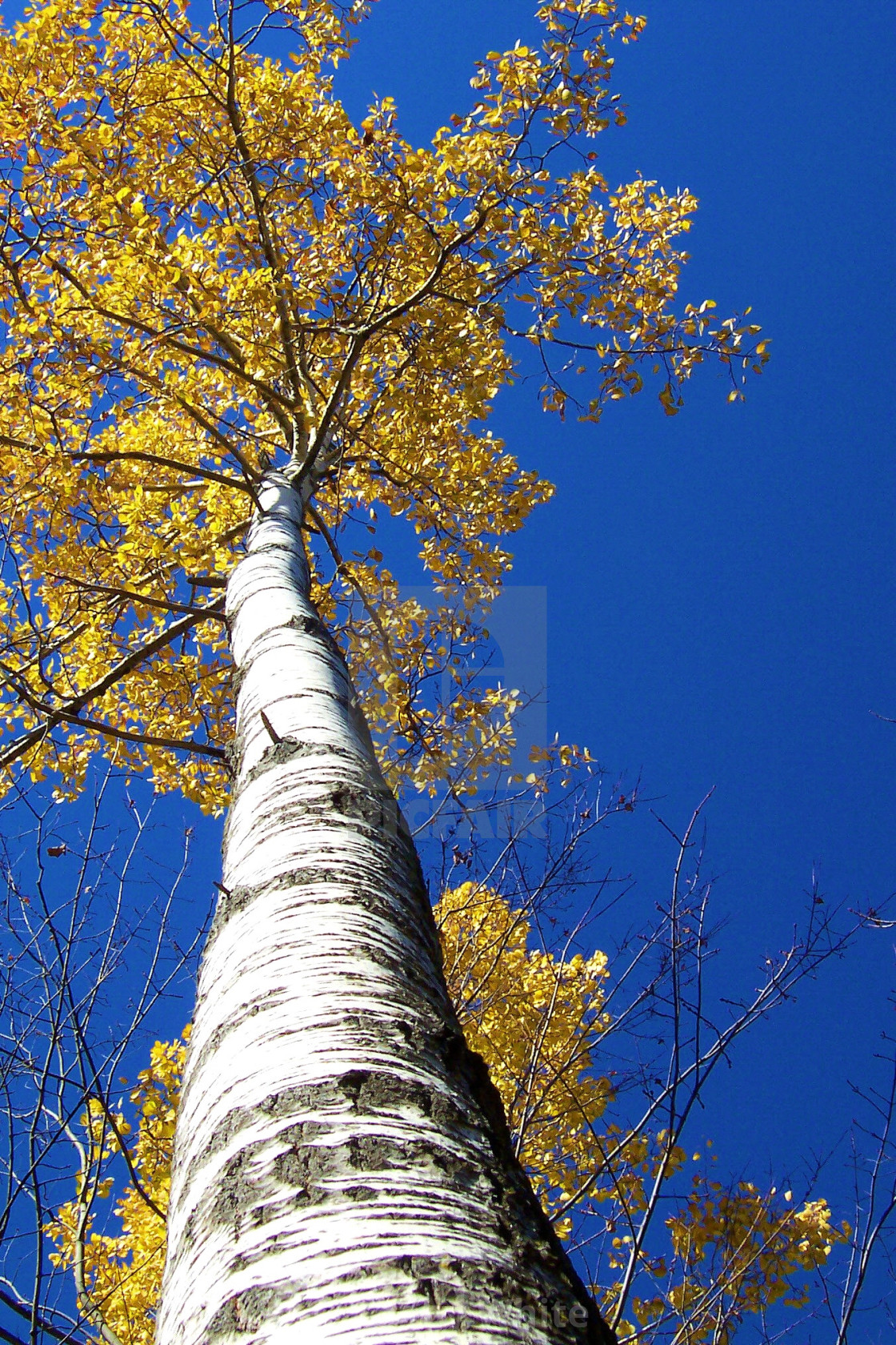 Digital Download Autumn Birch