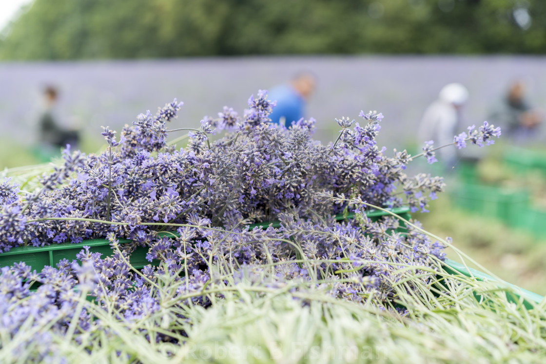 "Lavender Harvest" stock image