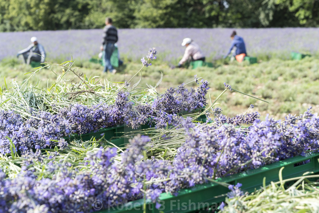 "Lavender Harvest" stock image