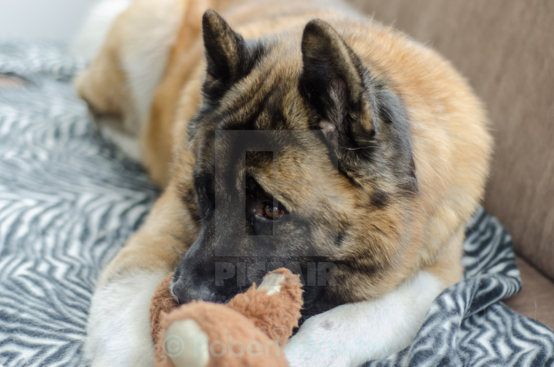 akita teddy