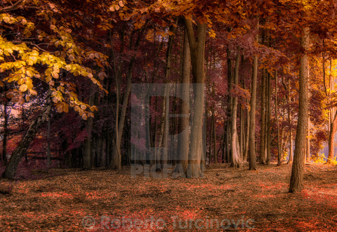 "Autumn" stock image