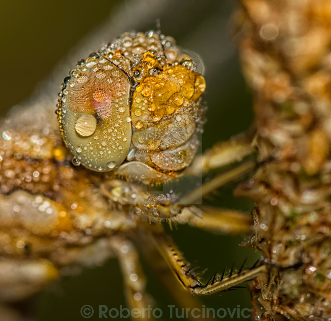 "Dragonfly" stock image