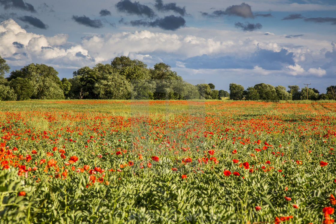 "poppies in Beans (2)" stock image