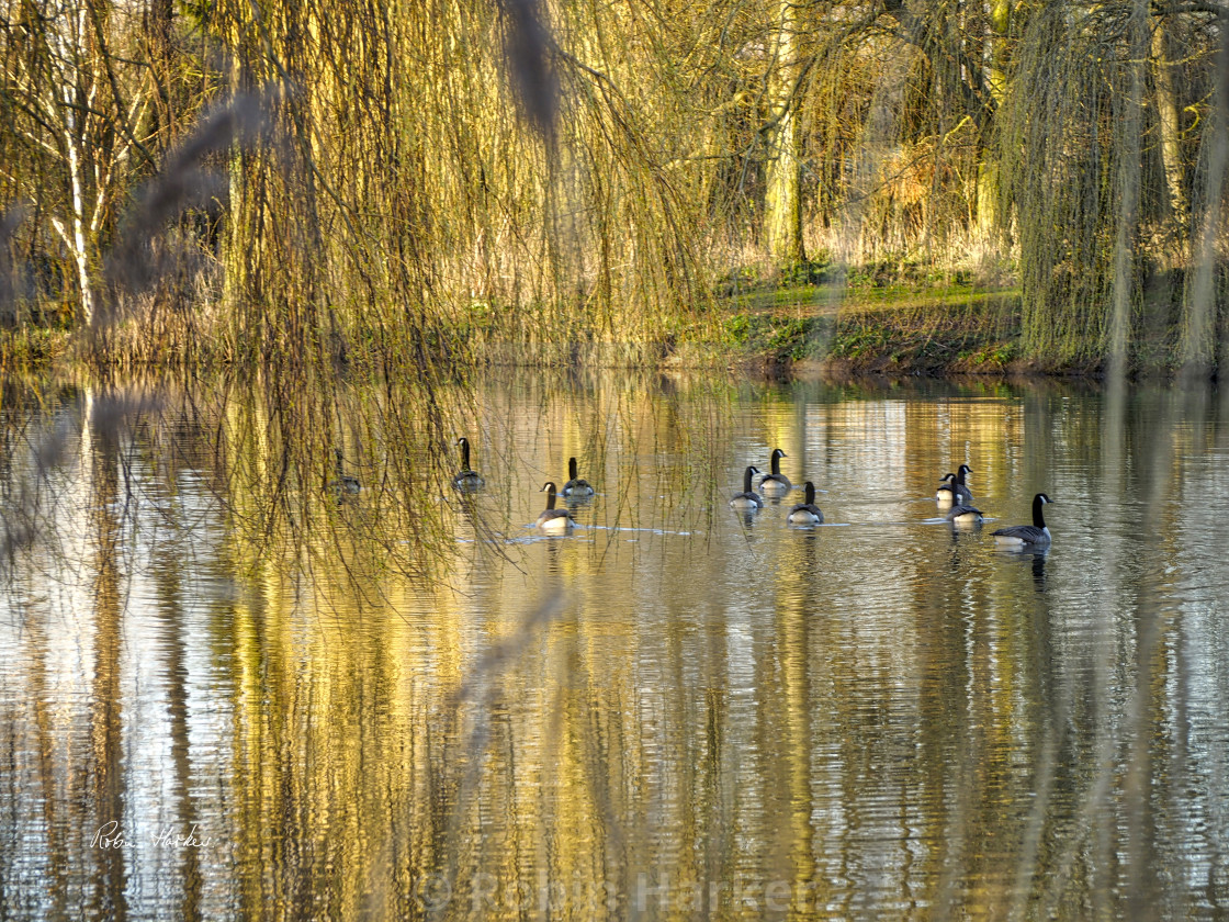 "Golden Geese." stock image