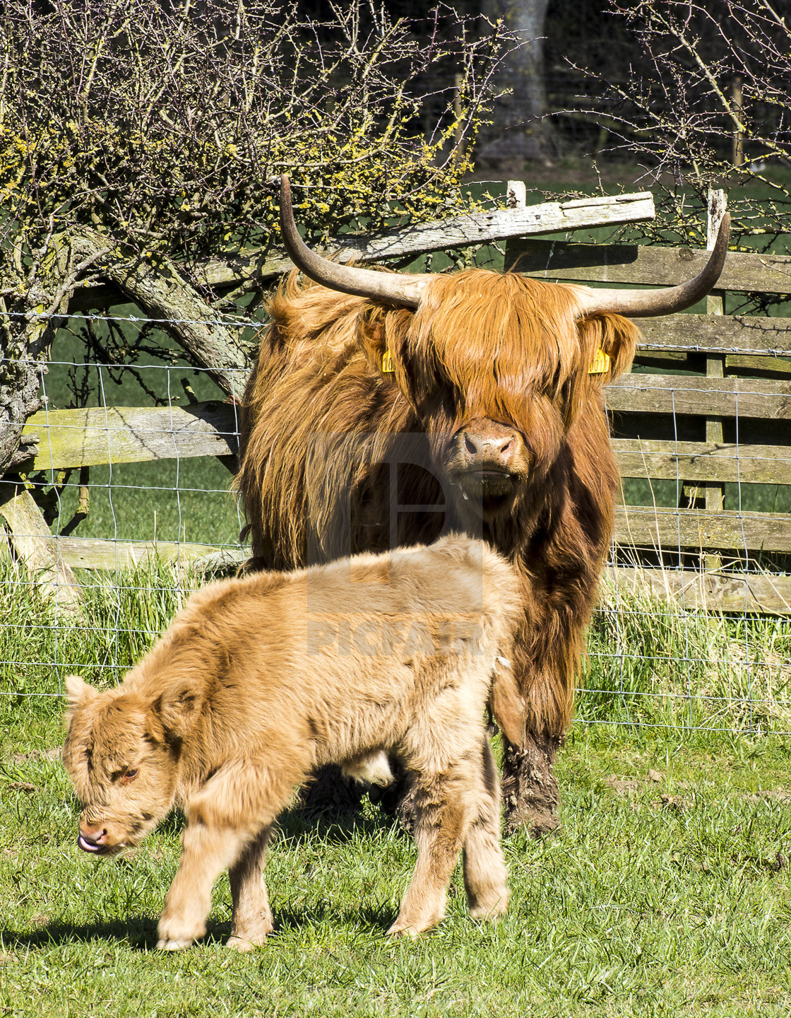 "Highland Cow and Calf." stock image