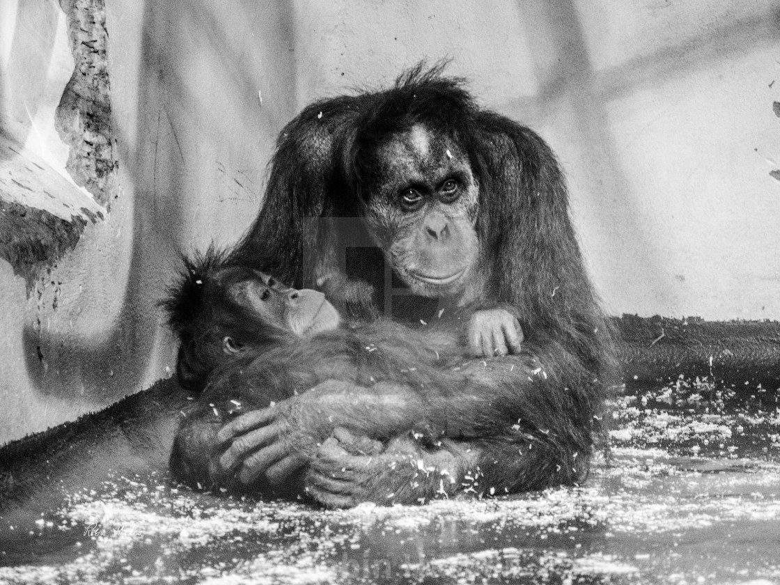 "An Orangutan Mother and Baby at Jersey Zoo. (Mono)" stock image