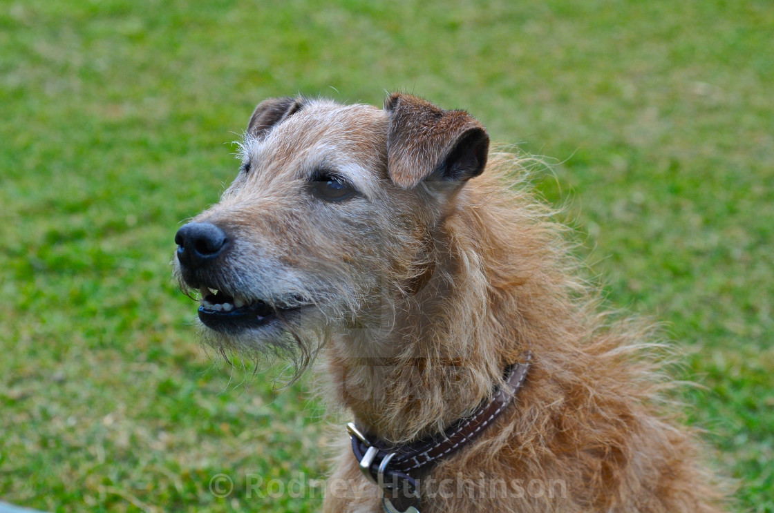 border terrier lurcher cross