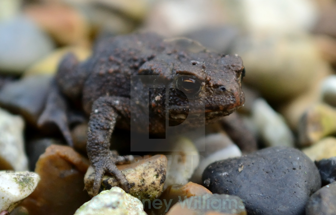 "Young toad" stock image