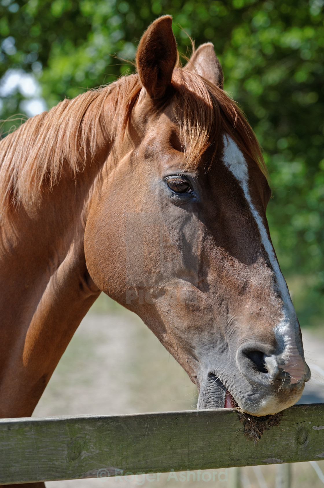 Horse Crib Biting License Download Or Print For 6 20 Photos