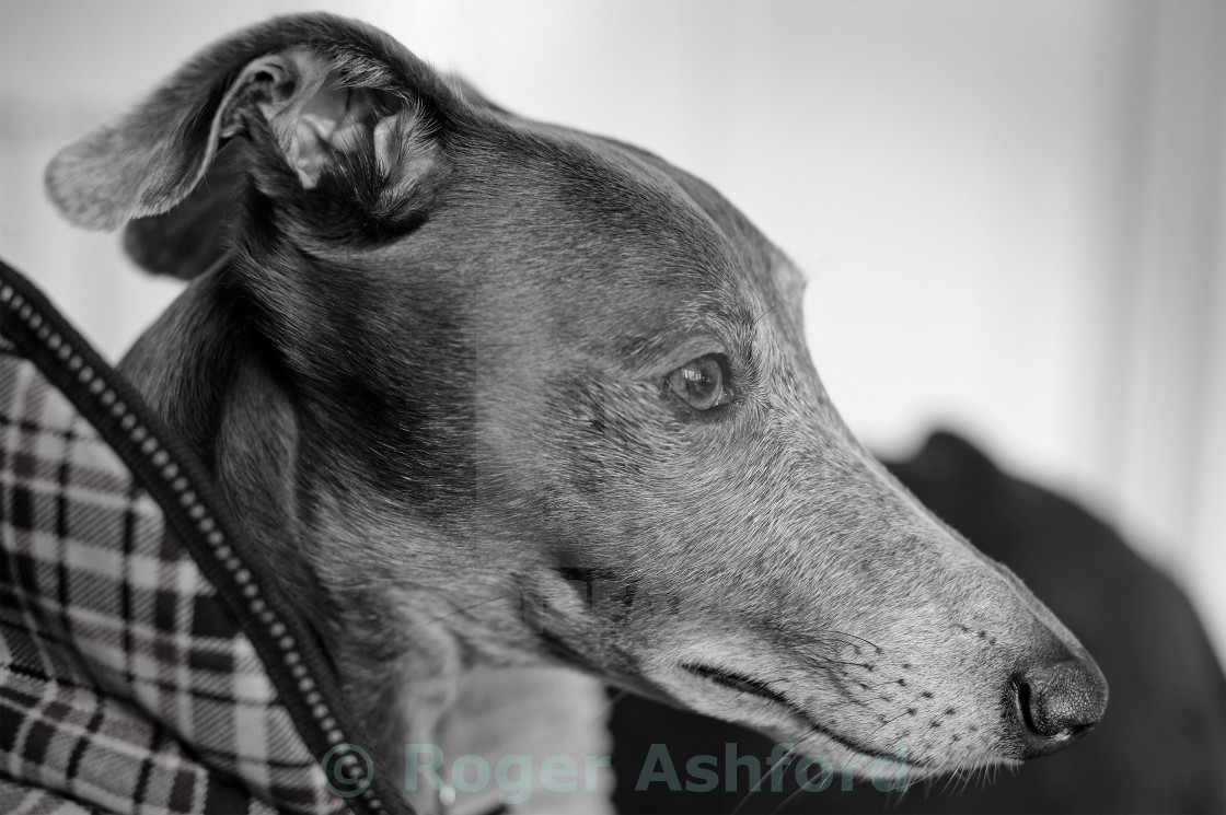 Portrait Of A Young Whippet Black White Film Effect License