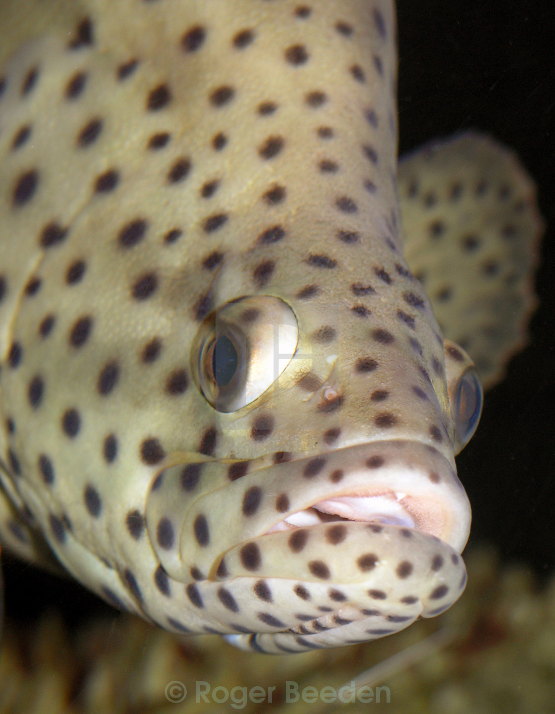 "Barramundi Cod" by Roger Beeden - $8.64 "Barramundi Cod" stock image