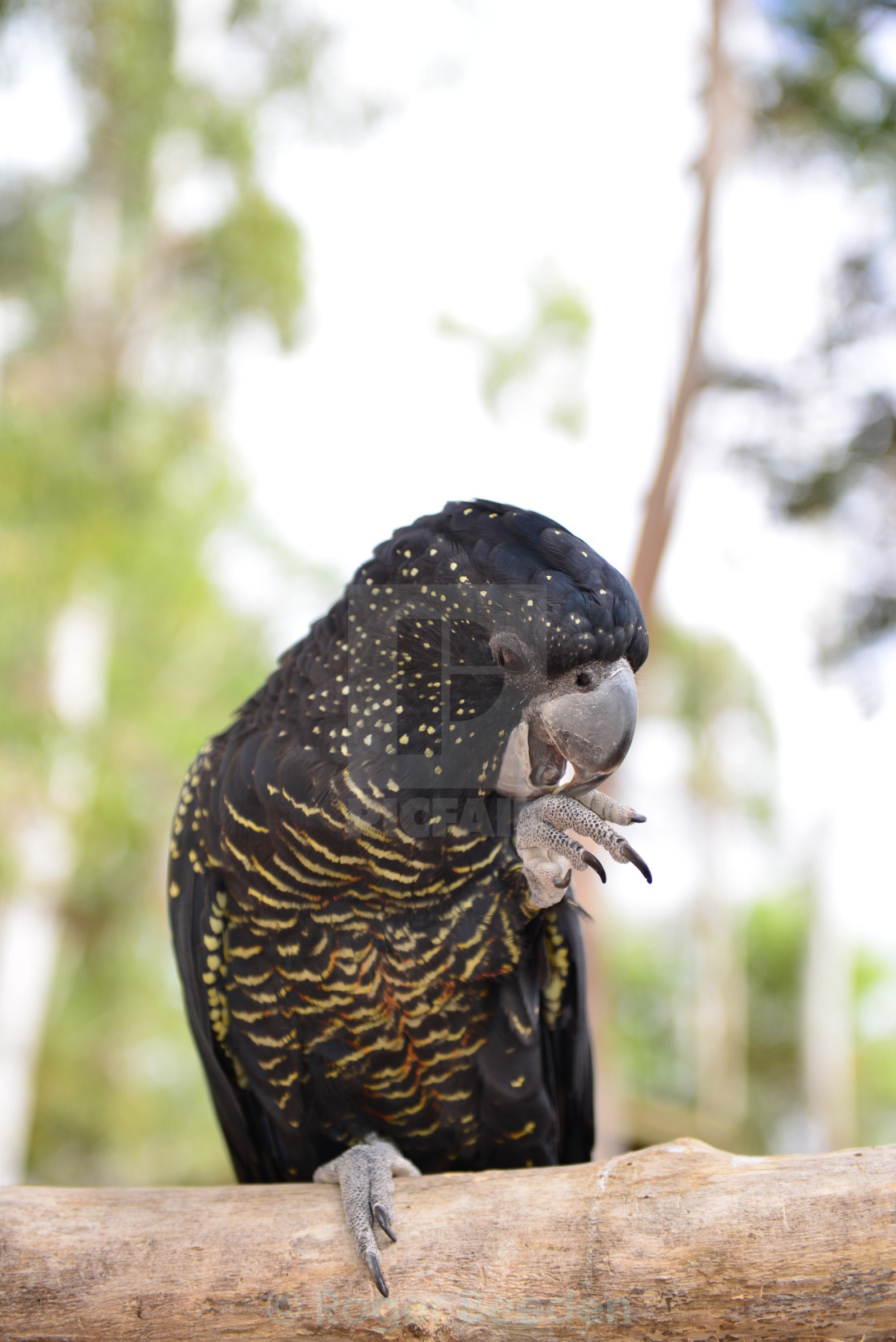 "Red-Tailed Black Cockatoo Feeding" by Roger Beeden - $8.65 "Red-Tailed Black Cockatoo Feeding" stock image