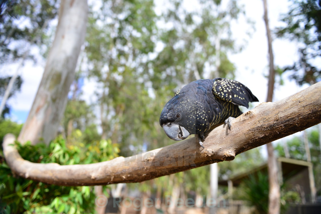 "Red-Tailed Black Cockatoo" by Roger Beeden - $8.64 "Red-Tailed Black Cockatoo" stock image