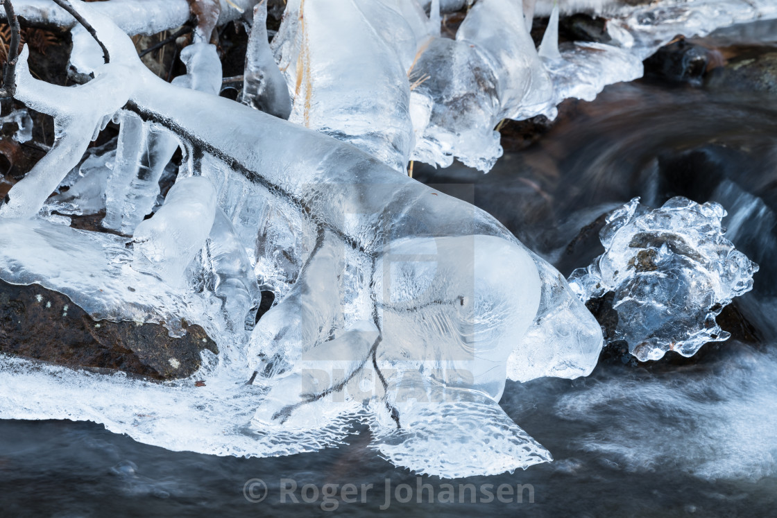 "Branch covered with ice" stock image