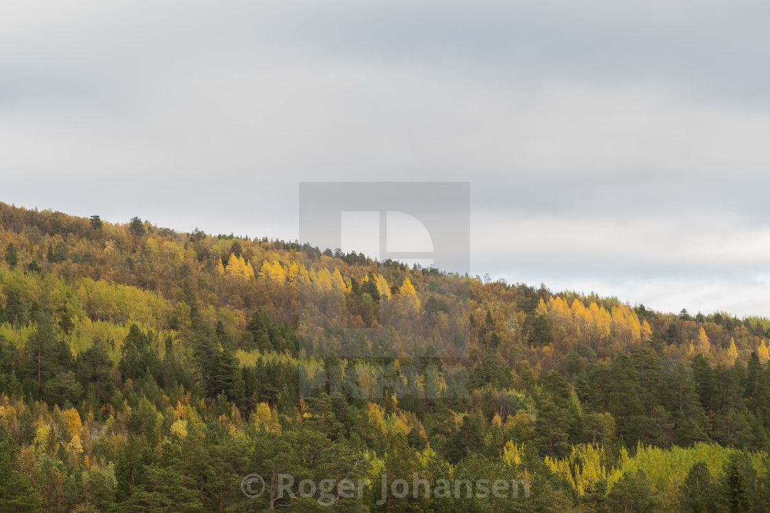 "Early autumn leaves" stock image