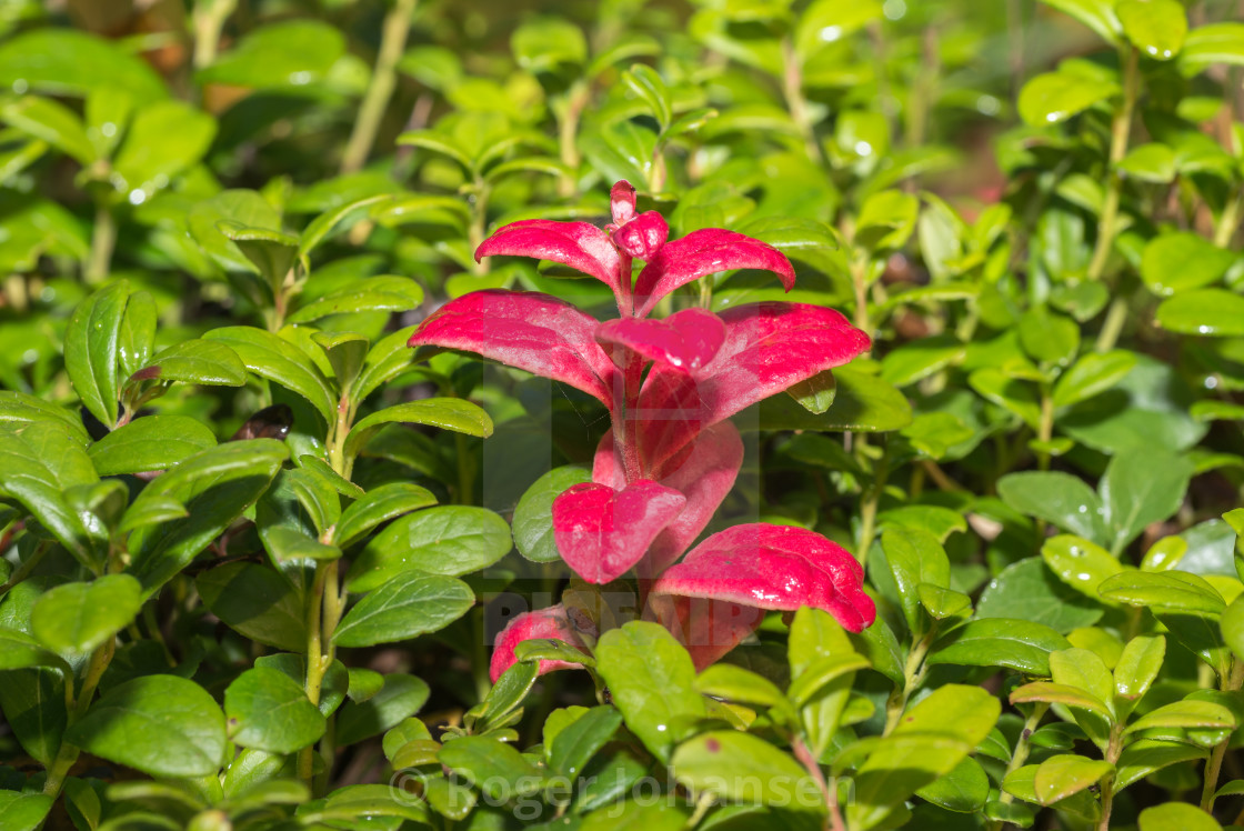 "Red heather contrast" stock image